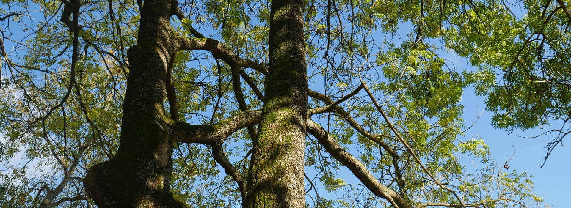 Mobile Baumkontrolle