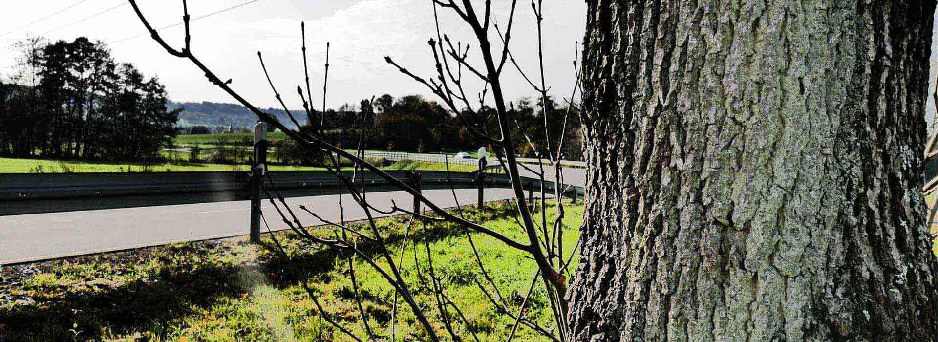 Schaddokumentation von Straßen, Bäumen und Schildern